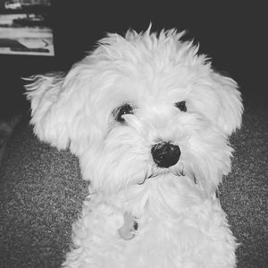 Meet your Posher, Ivette